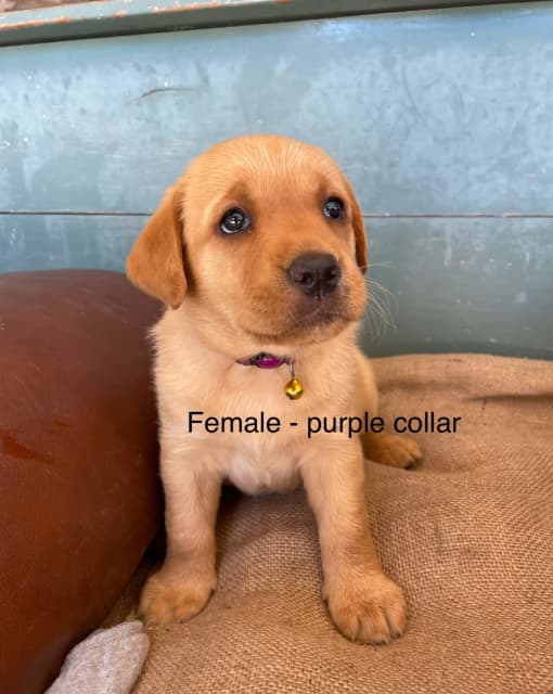 how much are labrador puppies in australia