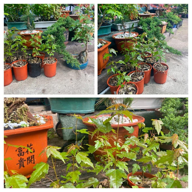 Trident and Japanese Maples Bonsai Plants in Cabramatta NSW Gumtree