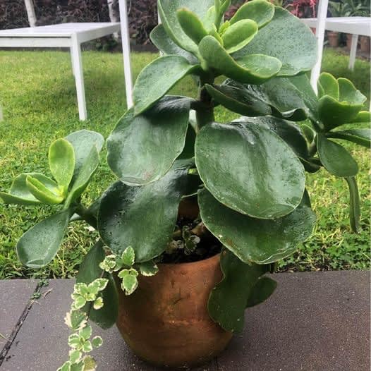 Terracotta Plant Pot & Paddle Plant Succulent 55cm H Pots
