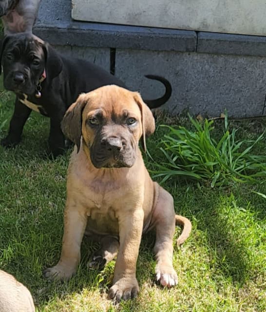 Gumtree store cane corso