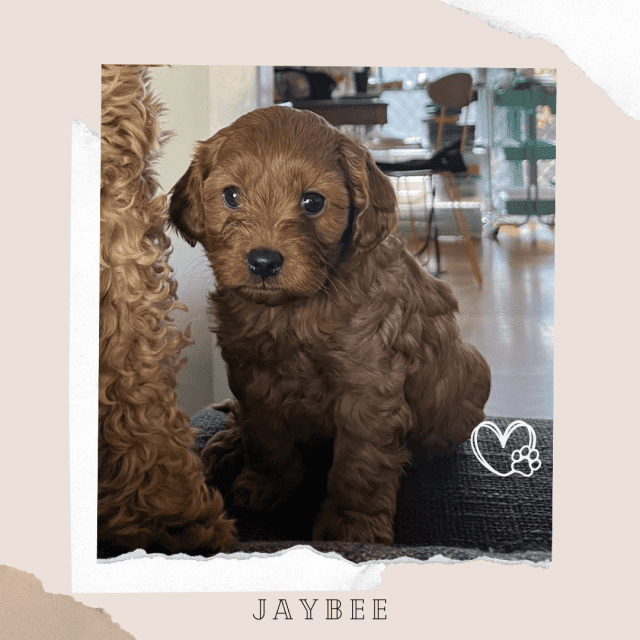 F1b Toy Cavoodle Puppies Low Allergy and nonshedding Dogs