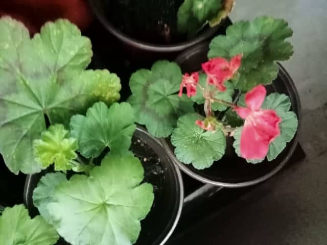 Tray Of Nine Geraniums 