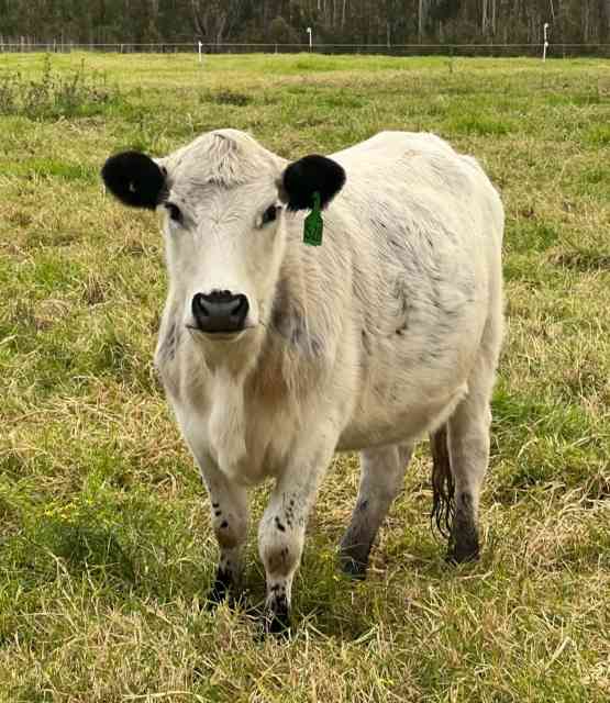 Pure Bred Registered Speckle Park Heifer | Livestock | Gumtree ...