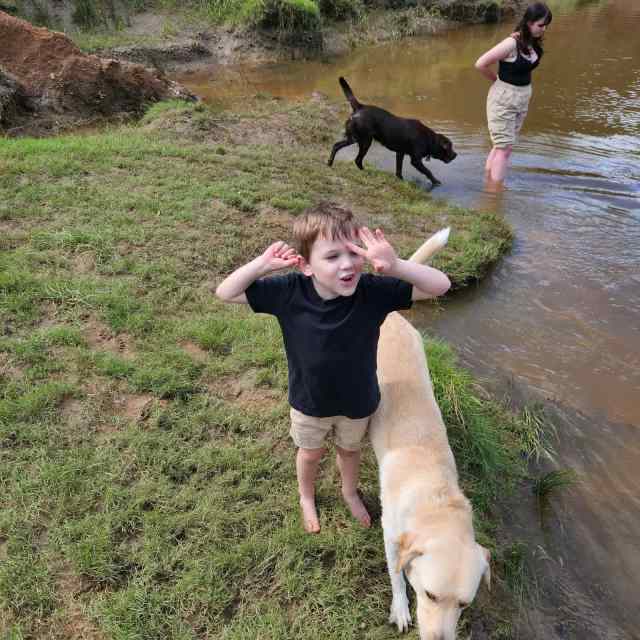 Free dog Labrador Retriever x Mareeba Dogs & Puppies Gumtree