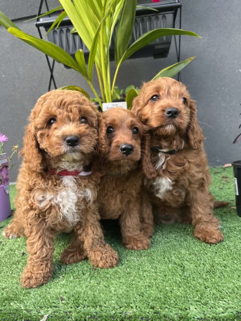 toy cavoodle gumtree