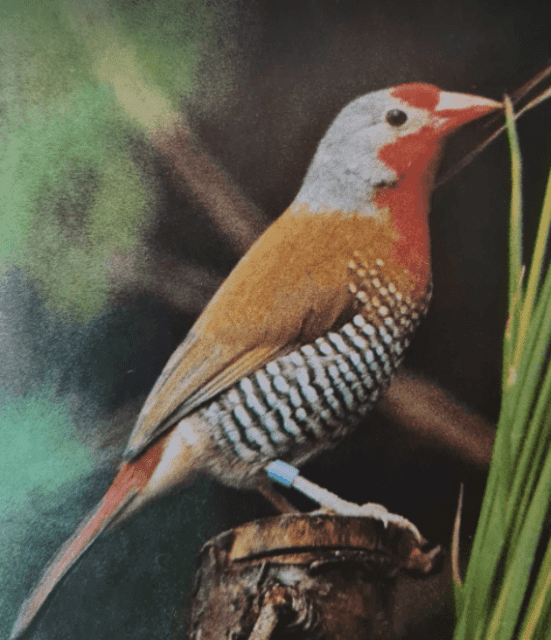 Finches for sale many varieties, see below. From 65pr Birds