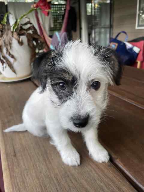 Jack russle puppy (long hair) | Dogs & Puppies | Gumtree Australia Gold ...