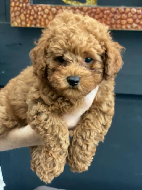 red bichon poodle puppies for sale