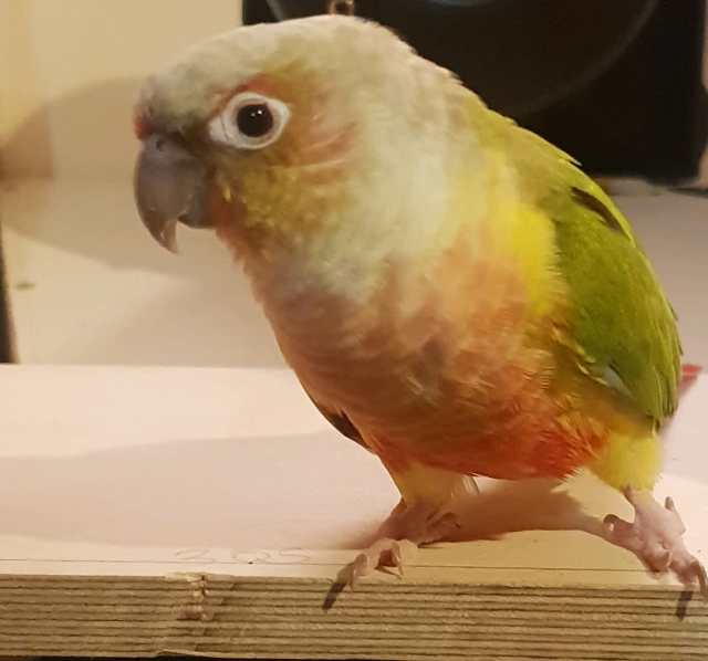 Pineapple Conure seeking new forever home. Hand Raised. | Birds ...