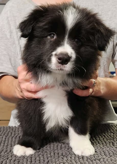 how many babies can a border collie have