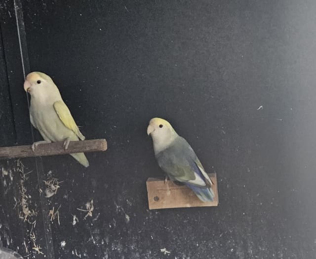 Breeding Pairs | Birds | Gumtree Australia Kempsey Area - Kempsey ...