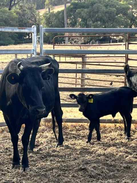 Cow and calf | Livestock | Gumtree Australia Dardanup Area - Crooked ...