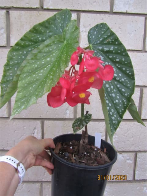 Big Leaves Cane Begonia 'Passing Clouds'- Indoor/Outdoor plant  in 180m | Plants | Gumtree Australia Brisbane South West - Darra |  1307820879