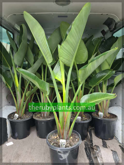 Bird of paradise strelitzia nicolai /  tall / 30cm pot  / Holla | Plants | Gumtree Australia Brisbane South West - Holland Park  West | 1305009265