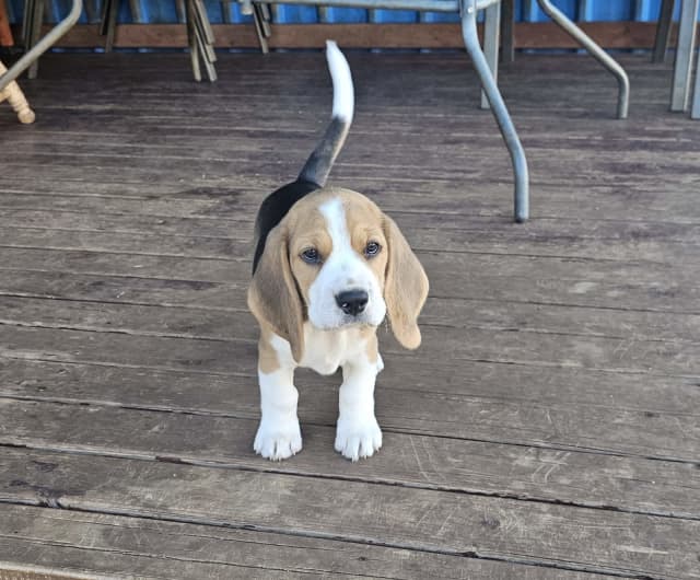 Buzbon beagles cheap