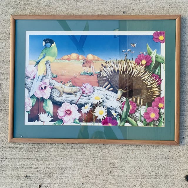 Glazed Framed Art Australiana Goanna Cockatoos Kangaroo Echidna etc