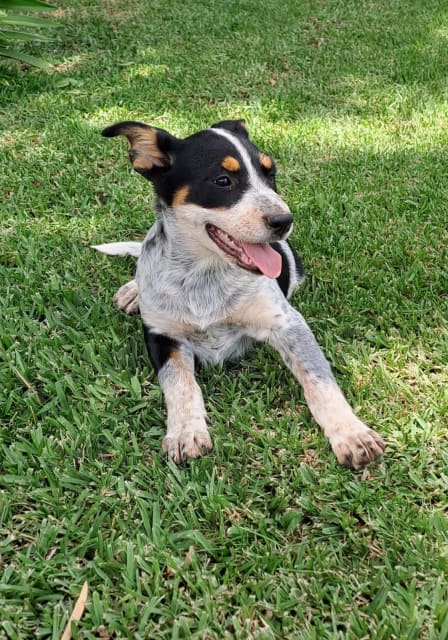 Kelpie blue clearance heeler cross