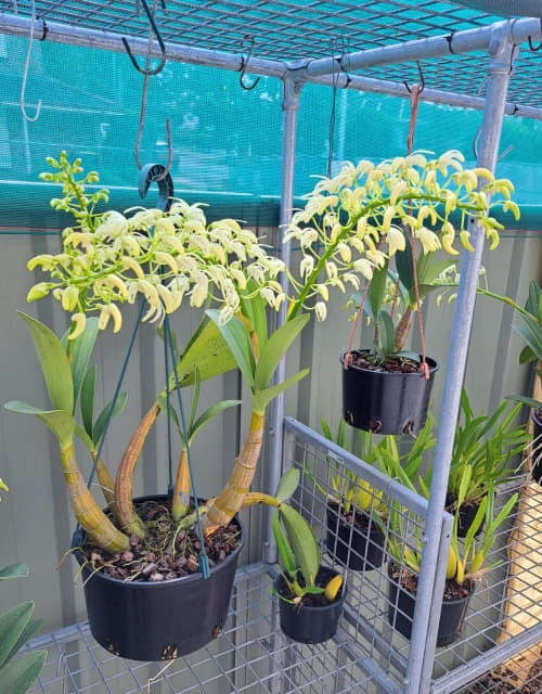 Orchid plant..Dendrobium Speciosum Plants Gumtree Australia