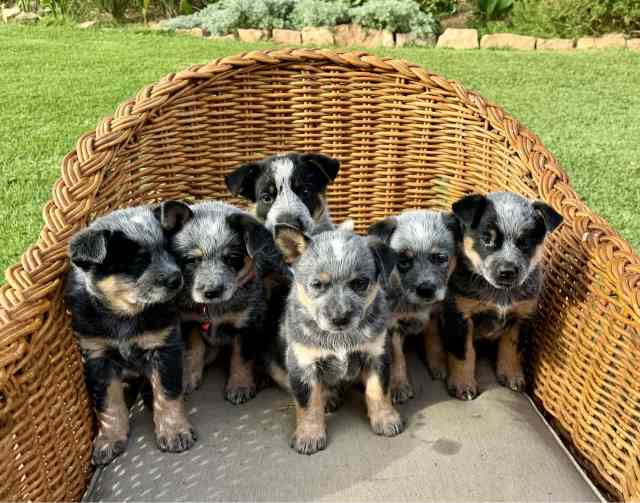 Blue Heeler Pup Dogs & Puppies Gumtree Australia Alice Springs Area