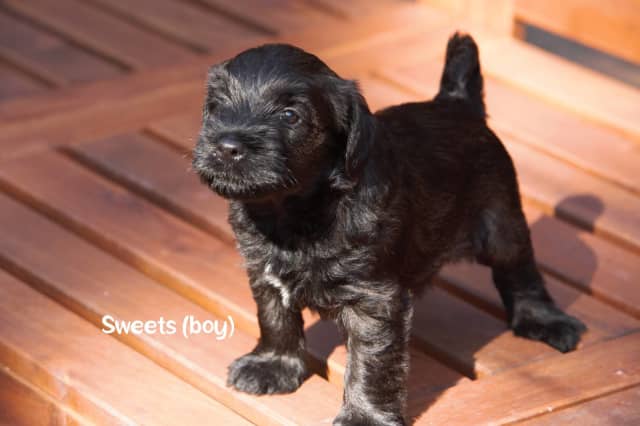 do schnoodle puppies change colour