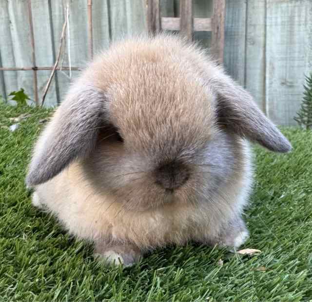 Pure breed mini lop babies EOI | Rabbits | Gumtree Australia Casey Area ...