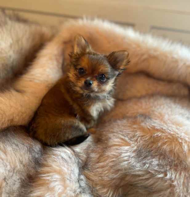 Pomchi teacup male Dogs & Puppies Gumtree Australia Dalby Area