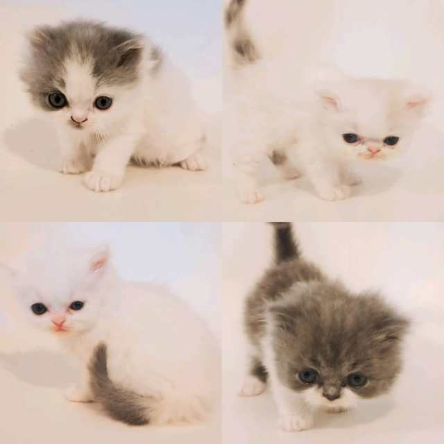 Persian Kittens available Cats & Kittens Gumtree Australia Morphett