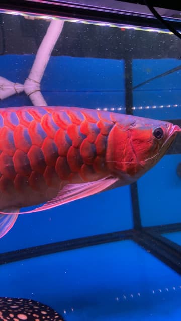 sr arowana