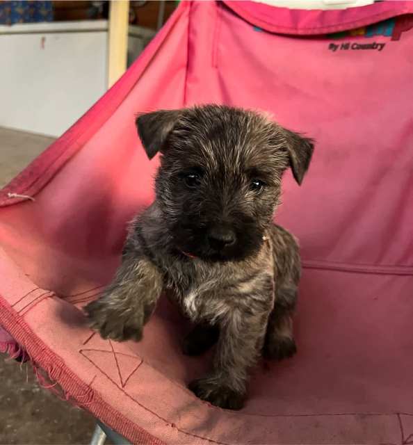 Purebred Cairn terrier Puppies Dogs & Puppies Gumtree Australia