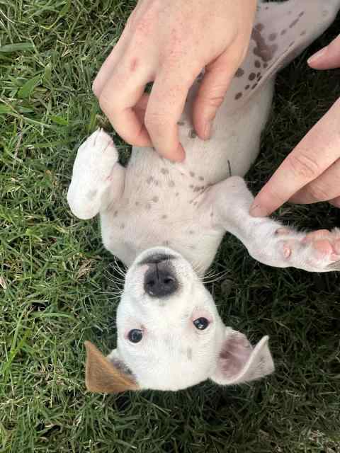 1 Male Jack Russell X 14 Foxy Pup Left 9 Weeks Old And Negotiable