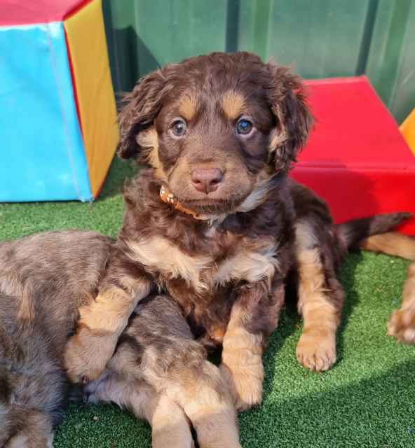 Smooth/Flat Coat Groodle Puppy DNA clear Dogs & Puppies Gumtree