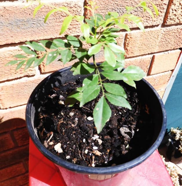 Murraya Koenigii, Young Curry Leaf Plant In 150mm Pot Plants