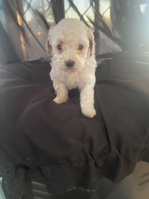 TOY CAVOODLES READY NOWW | Dogs & Puppies | Gumtree Australia ...