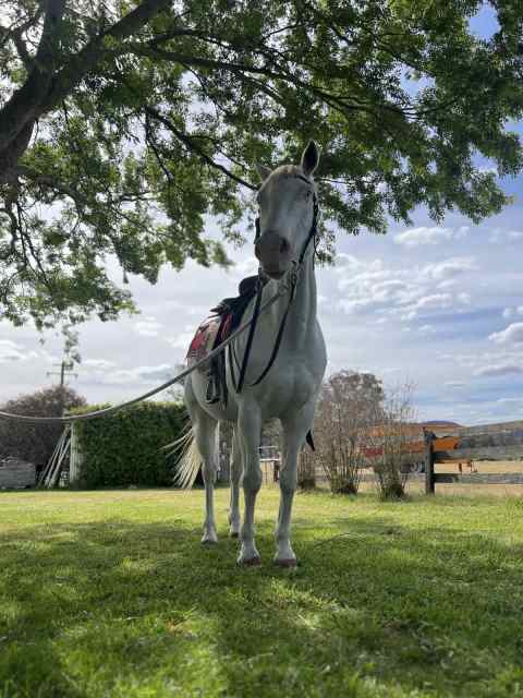 Paint Overo Chestnut Gelding | Horses & Ponies | Gumtree Australia ...