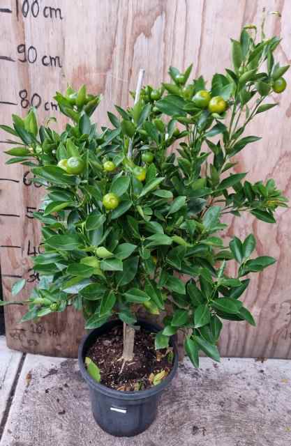 full of fruits dwarf calamondin cumquat tree in 26cm pot - Plants in ...