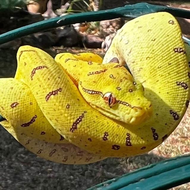 Green Tree Python Hatchlings | Reptiles & Amphibians | Gumtree ...