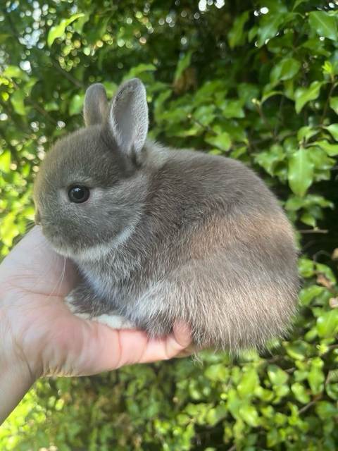 Purebred Netherland Dwarf Baby Rabbits | Rabbits | Gumtree Australia ...