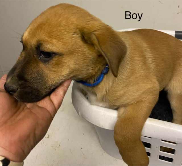 6 healer X kelpie Puppies for sale Dogs & Puppies Gumtree Australia