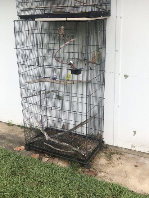 cage birds for sale north east