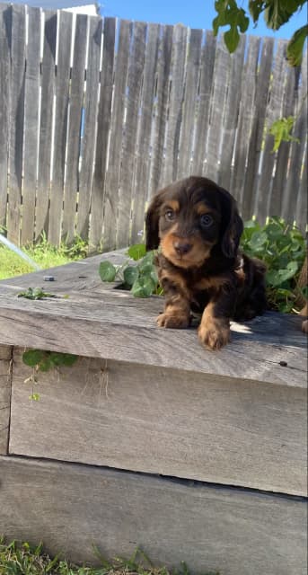 Long Haired Dachshund Puppies | Dogs & Puppies | Gumtree Australia Cessnock  Area - East Branxton | 1311918071