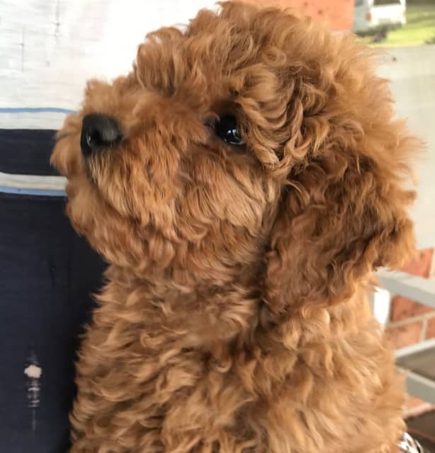 Labradoodle Last Puppy Dogs & Puppies Gumtree Australia Newcastle