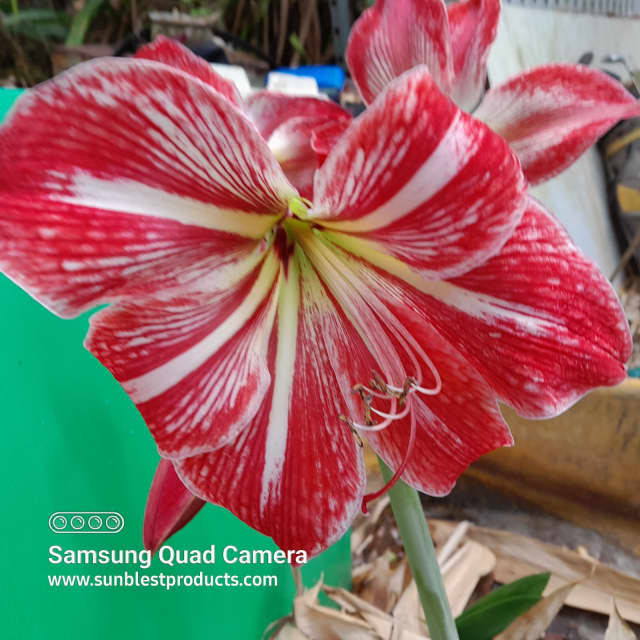 HIPPIASTRUM PLANT BULBS RED WITH WHITE 4 SALE QLD OZ Plants Gumtree Australia Fraser Coast