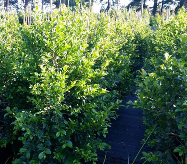 FAST GROWING hedge/ screen Backyard Bliss Lilli Pilly NSW, QLD, VIC Other Home & Garden in