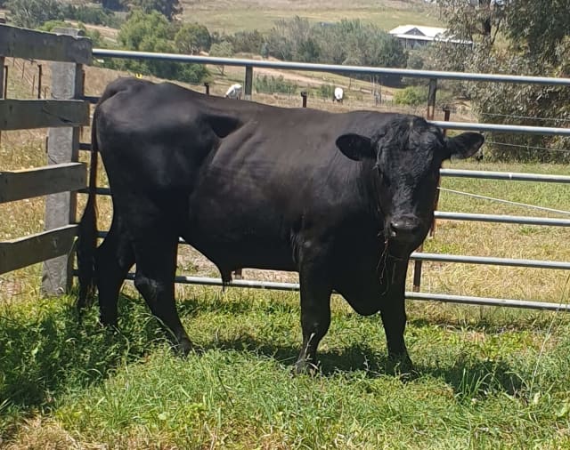 Angus bull for hire | Livestock | Gumtree Australia Benalla Area ...
