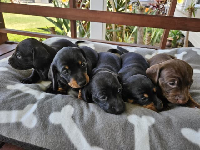 Dachshund pups | Dogs & Puppies | Gumtree Australia Dalby Area - Dalby ...