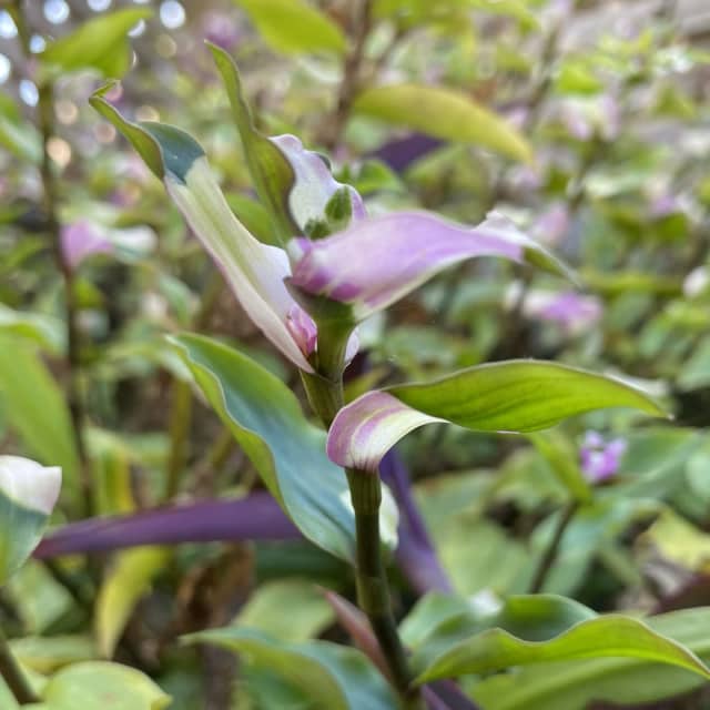 Tradescantia “Blushing Bride”, Tradescantia andersonia, Plants, Gumtree  Australia Glen Eira Area - Glen Huntly