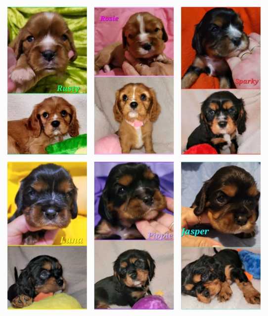 Purebred Cavalier King Charles Puppies Dogs & Puppies