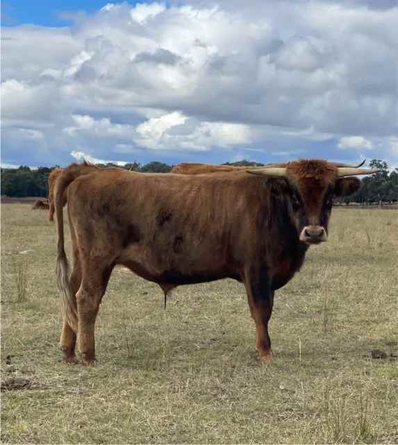 Steer highland x jersey | Livestock | Gumtree Australia Yass Valley ...