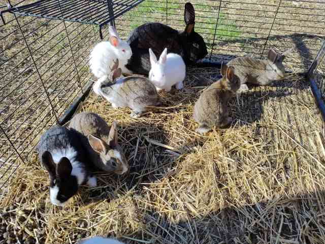 New Zealand/Californian X Giant Flemish Baby Rabbits | Rabbits ...