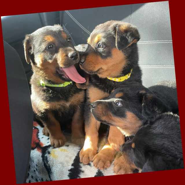 READYRottweiler x German shepherd puppies Dogs & Puppies Gumtree Australia Barunga West